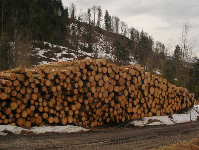Holzernte - von Rotz Forstunternehmung in Kerns
