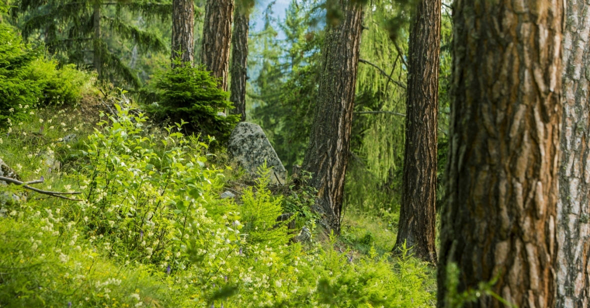 Jungwaldpflege - von Rotz Forstunternehmung in Kerns